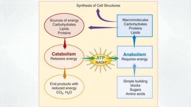 Bacterial Metabolism